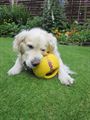 puppy and interball 